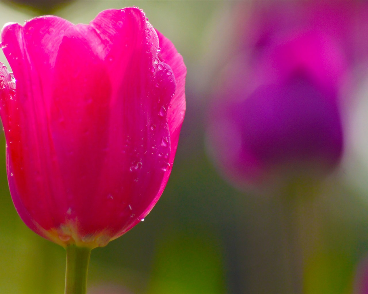 Fresh and colorful tulips flower HD wallpapers #12 - 1280x1024