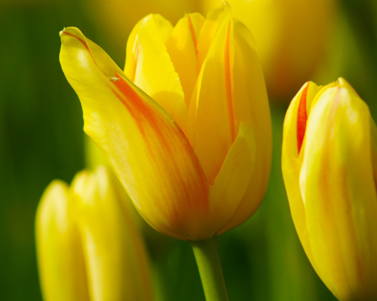 Fonds d'écran HD tulipes fleurs fraîches et colorées #13 - 1280x1024