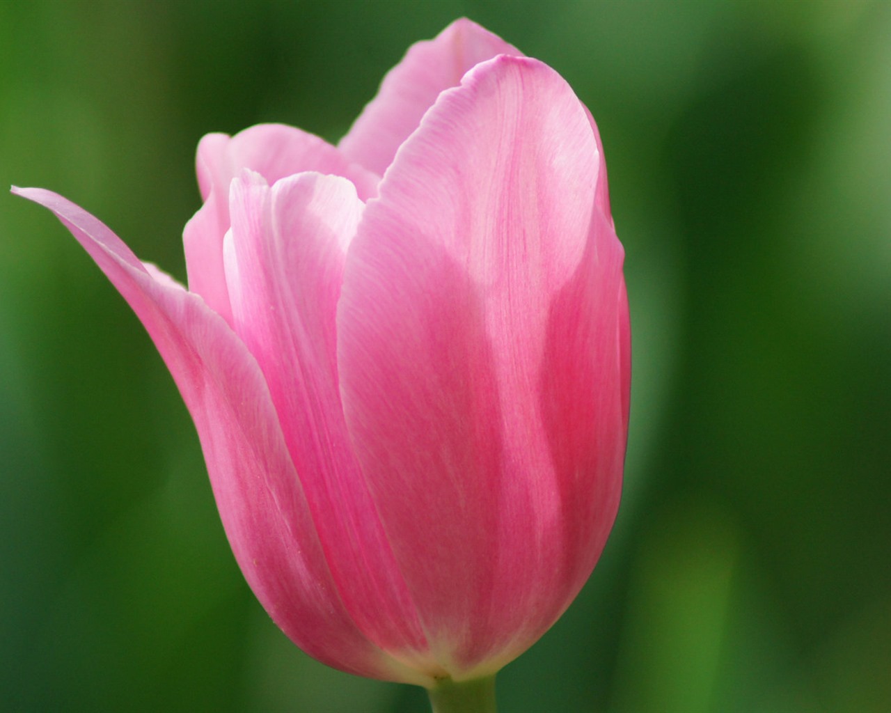 Fonds d'écran HD tulipes fleurs fraîches et colorées #14 - 1280x1024