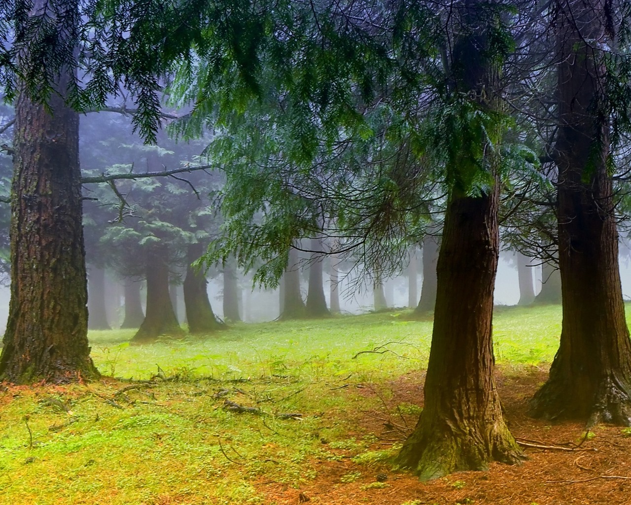 Stromy, hory, voda, východu a západu slunce, přírodní scenérie HD tapety #15 - 1280x1024