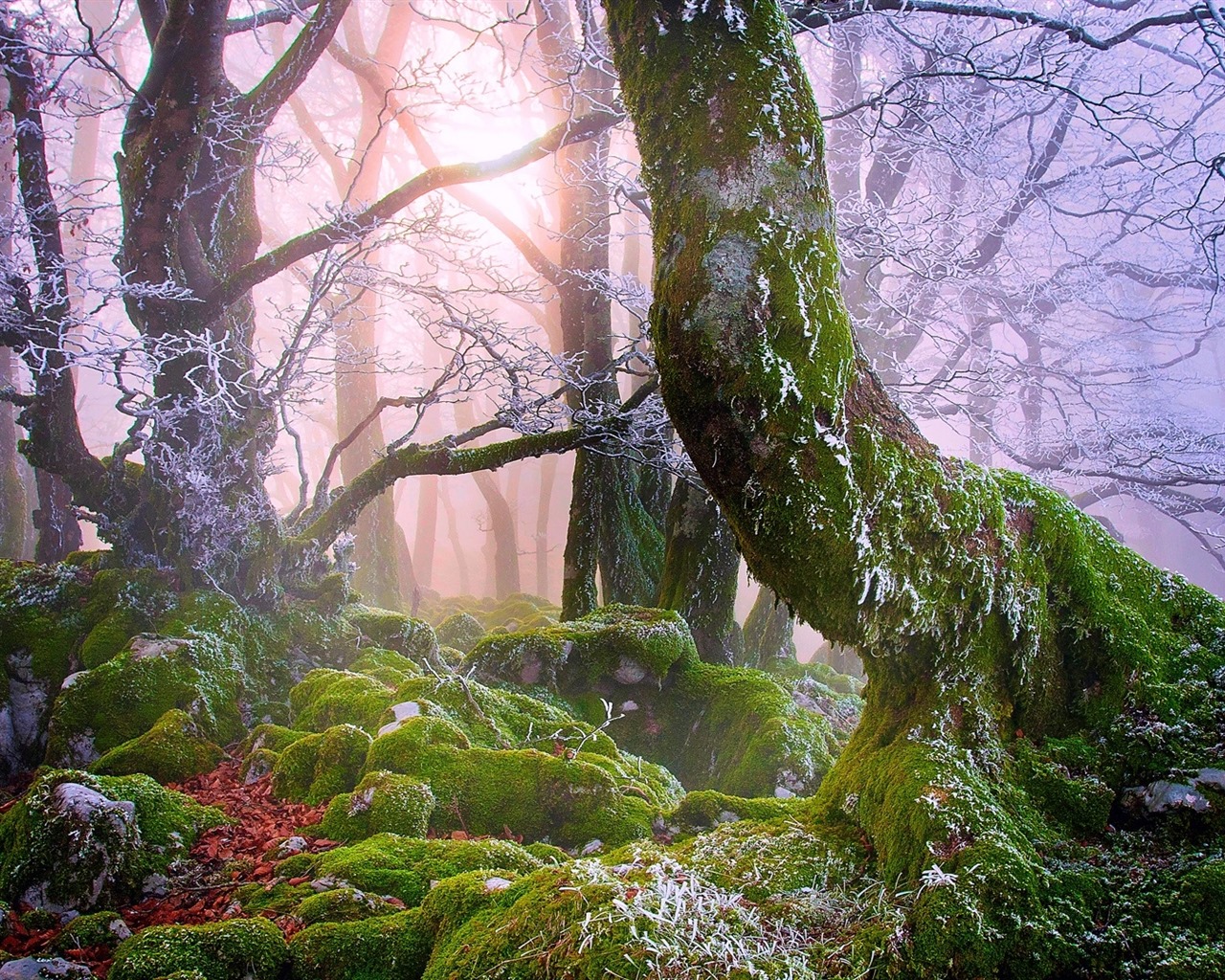 Trees, mountains, water, sunrise and sunset, nature scenery HD wallpapers #16 - 1280x1024