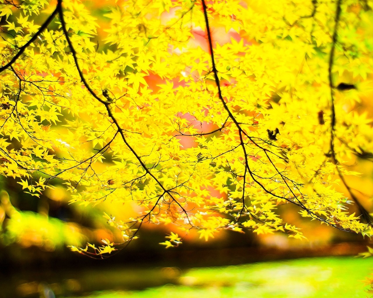 Les arbres, les montagnes, l'eau, lever et coucher du paysage de nature, fonds d'écran HD #30 - 1280x1024