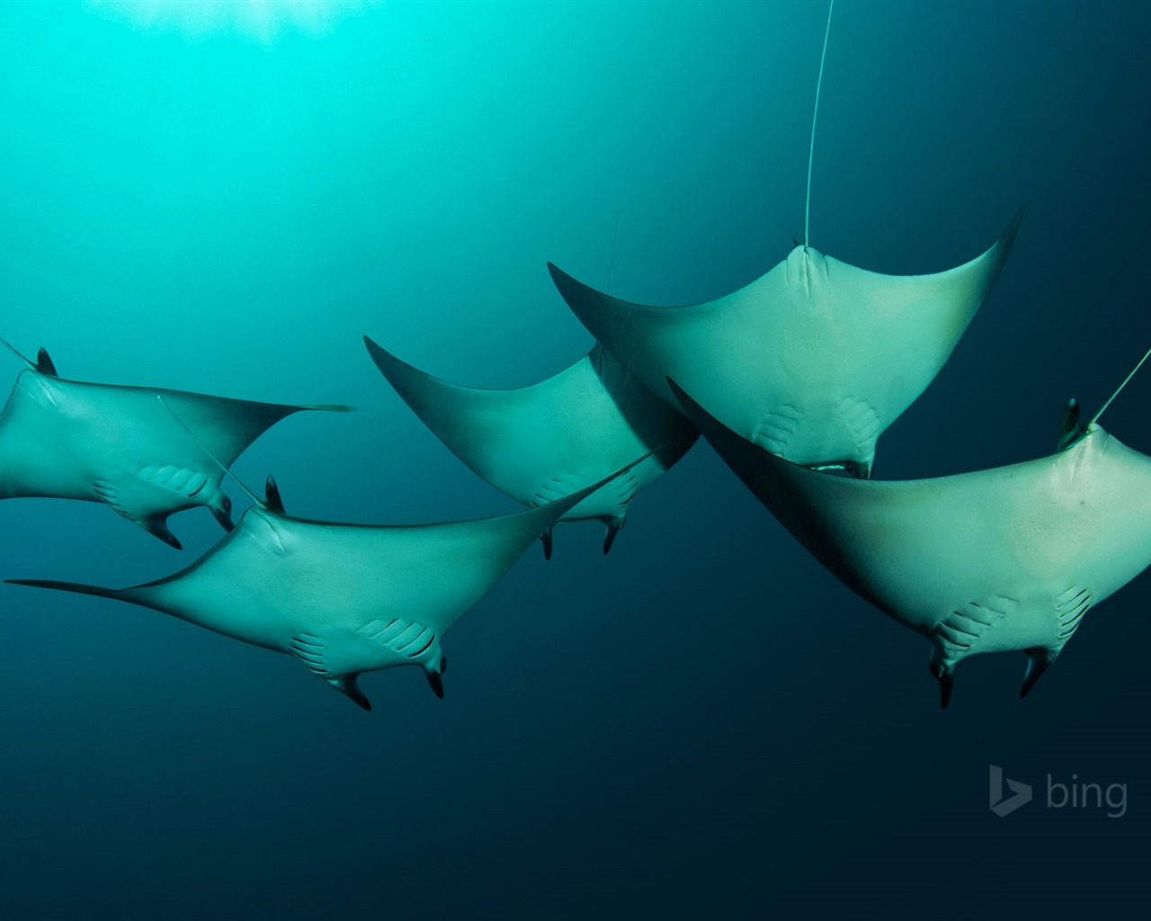 January 2016 Bing theme HD wallpapers #9 - 1280x1024