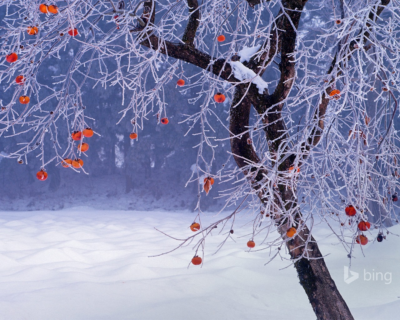 Ledna 2016 Bing téma HD tapety na plochu #28 - 1280x1024
