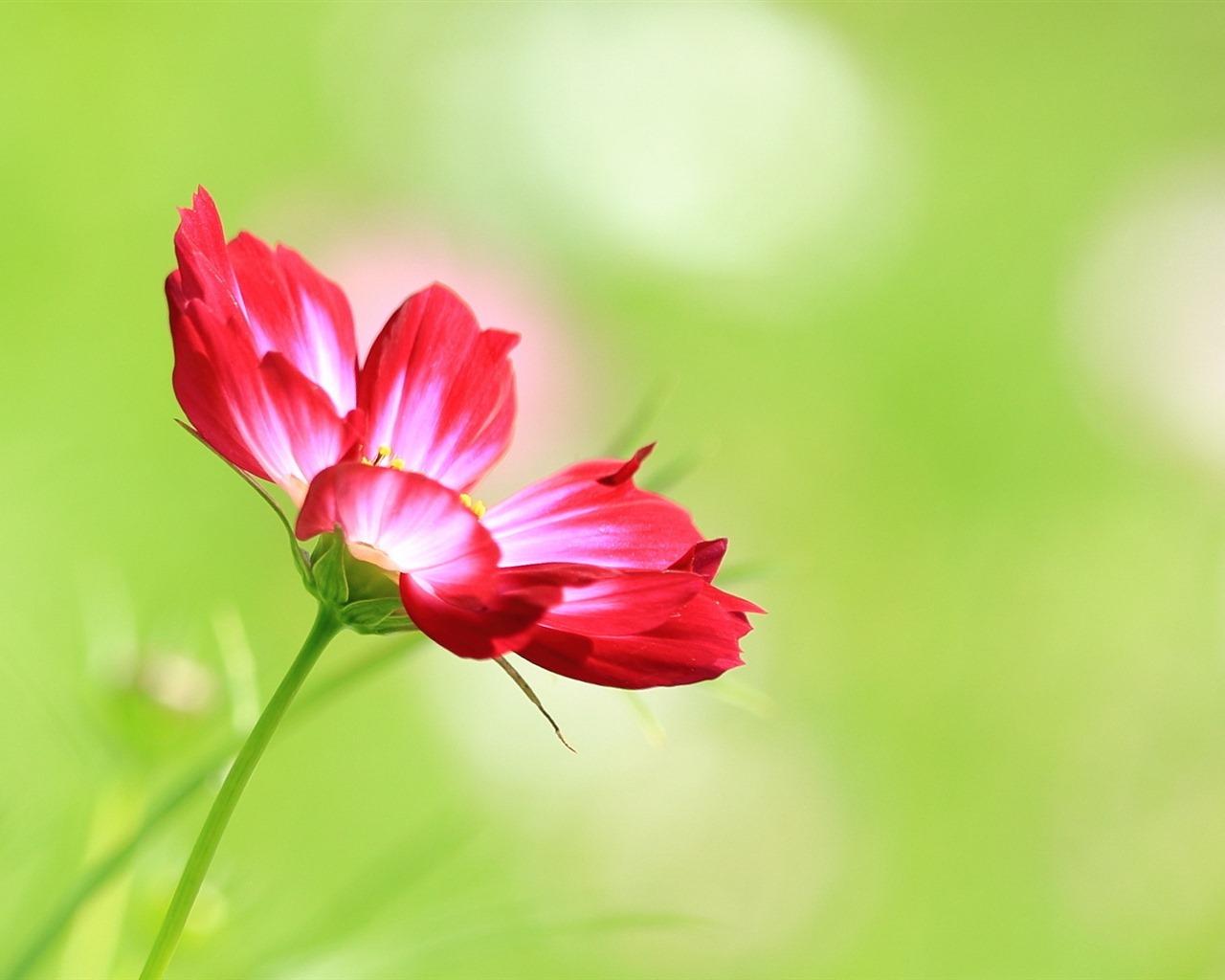 格桑鮮花桌面壁紙 #1 - 1280x1024