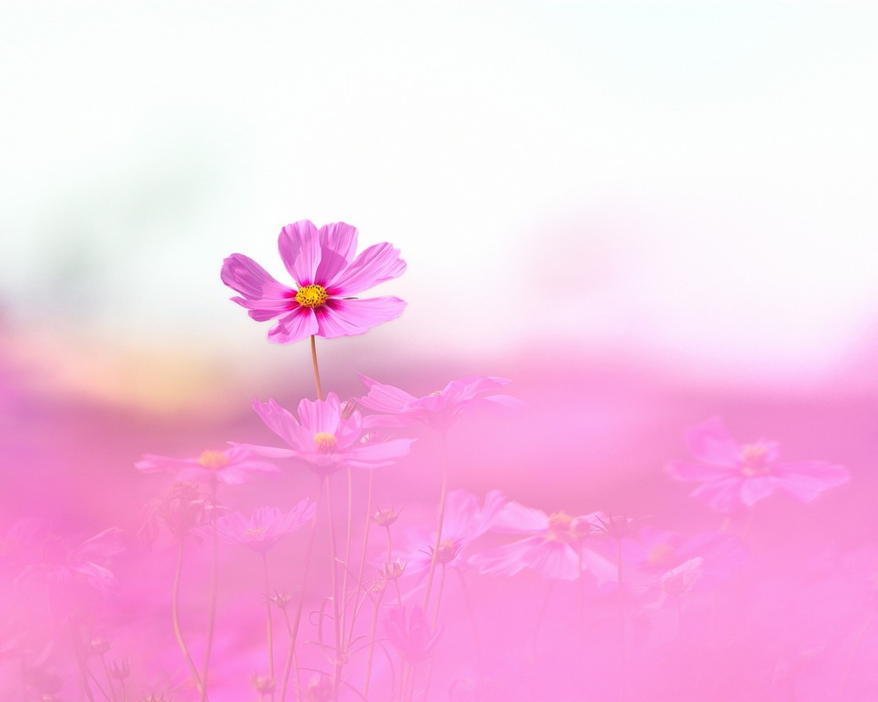 格桑鮮花桌面壁紙 #2 - 1280x1024