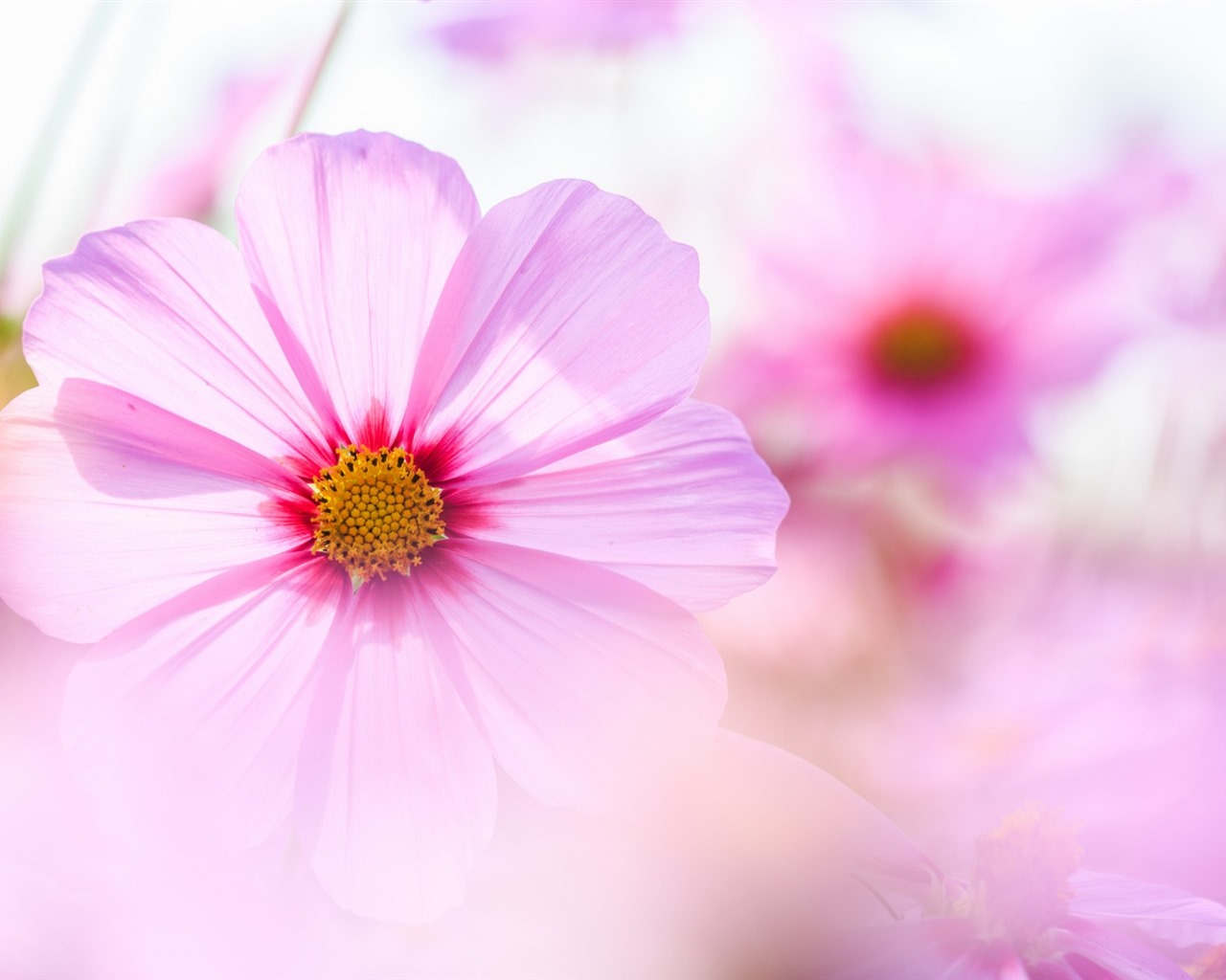 格桑鮮花桌面壁紙 #4 - 1280x1024