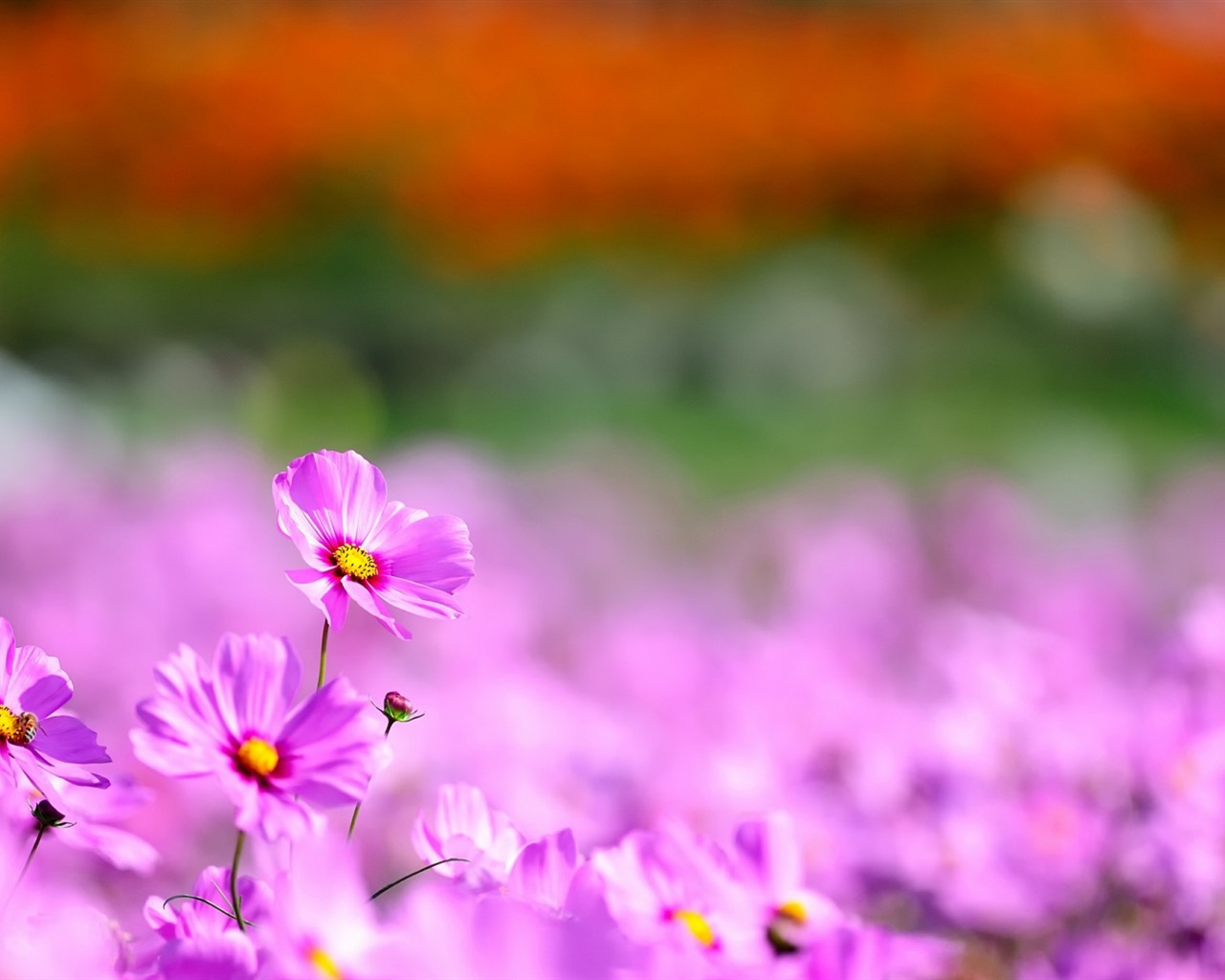 格桑鮮花桌面壁紙 #5 - 1280x1024