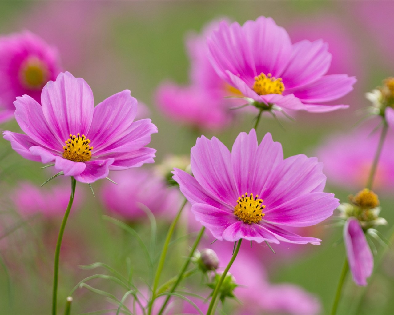 格桑鮮花桌面壁紙 #6 - 1280x1024