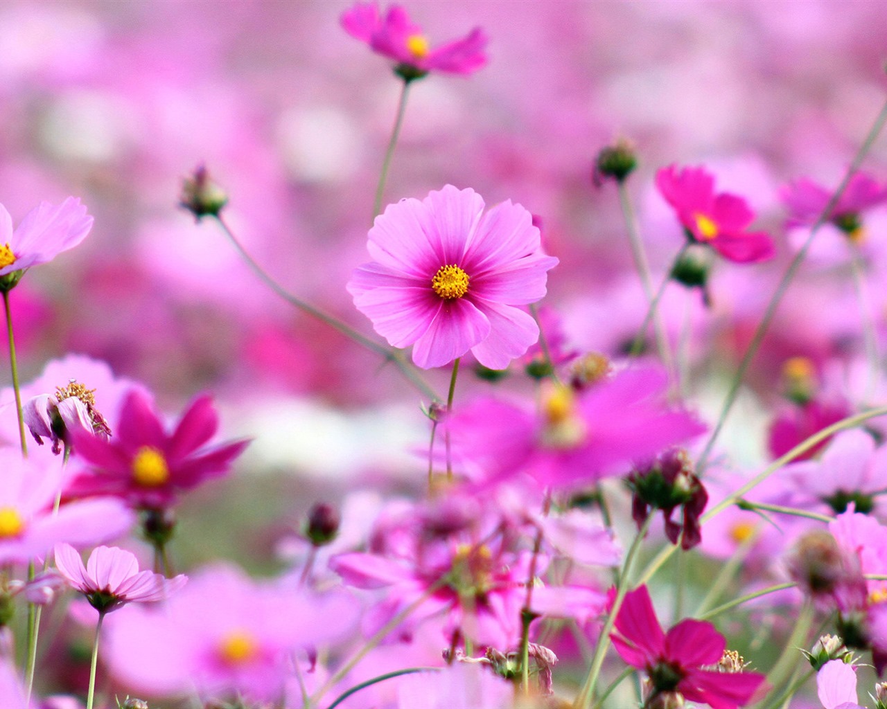 格桑鮮花桌面壁紙 #9 - 1280x1024