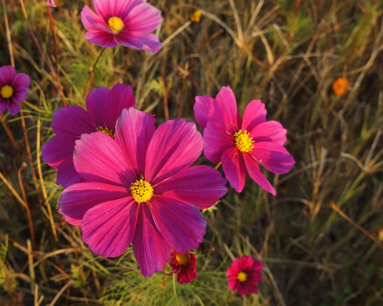 Gesang fonds d'écran fleurs de bureau #11 - 1280x1024