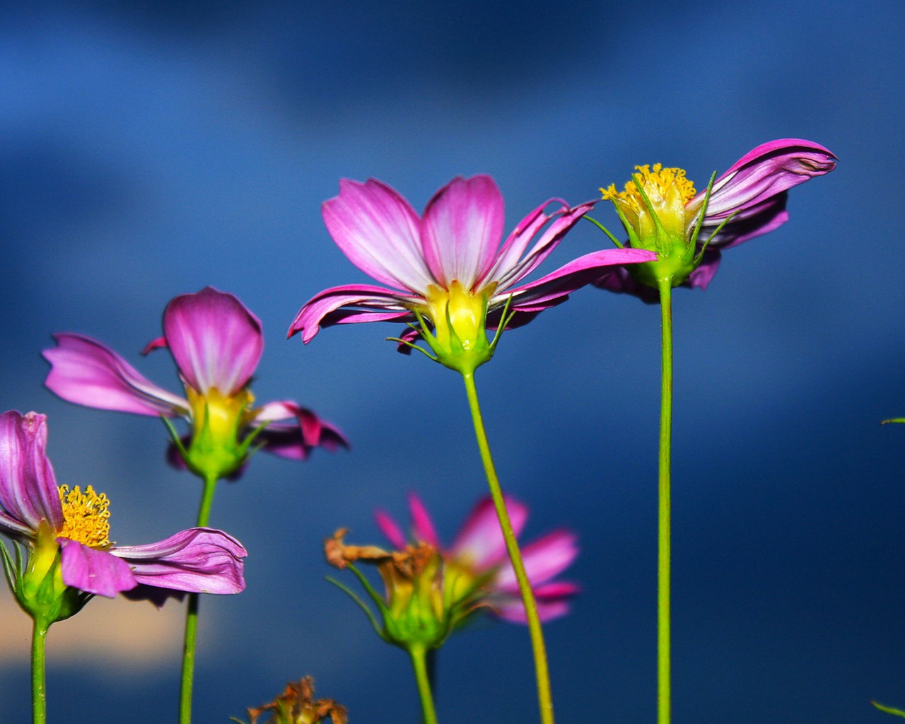 Gesang fonds d'écran fleurs de bureau #18 - 1280x1024