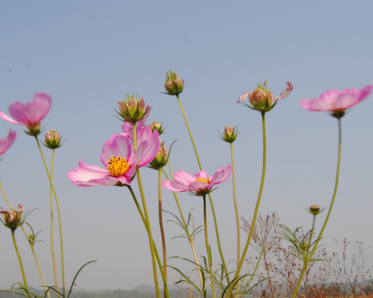 Gesang fonds d'écran fleurs de bureau #19 - 1280x1024