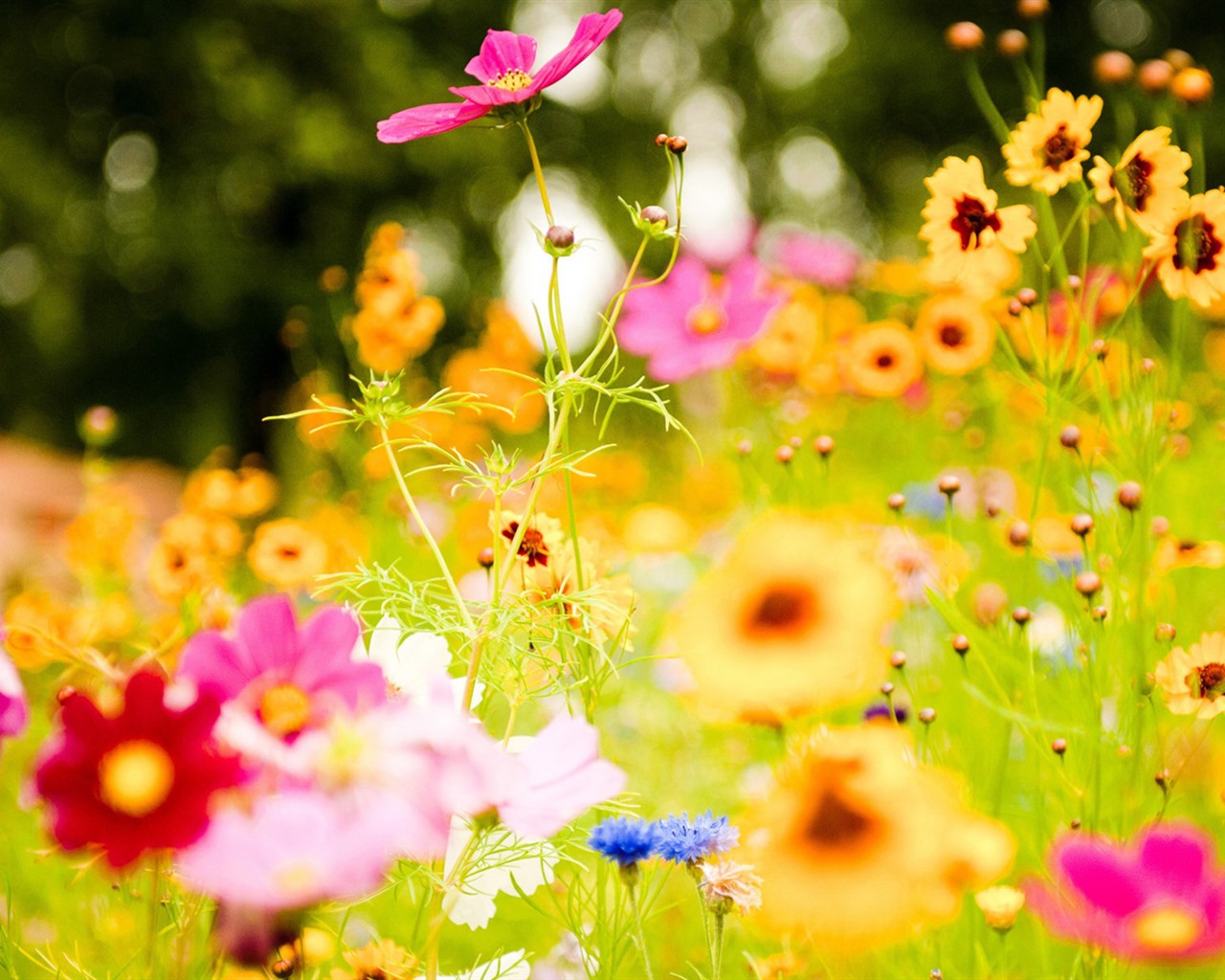 신선한 꽃과 식물을 테마로 바탕 화면을 봄 #6 - 1280x1024