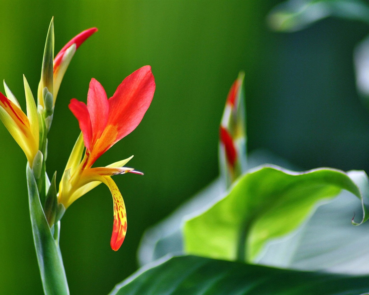 flores y plantas frescas de primavera fondos de pantalla con temas #7 - 1280x1024