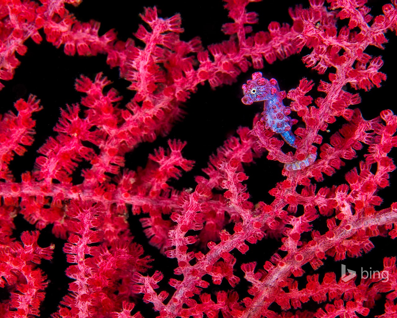 Únor 2016 Bing téma HD tapety na plochu #31 - 1280x1024