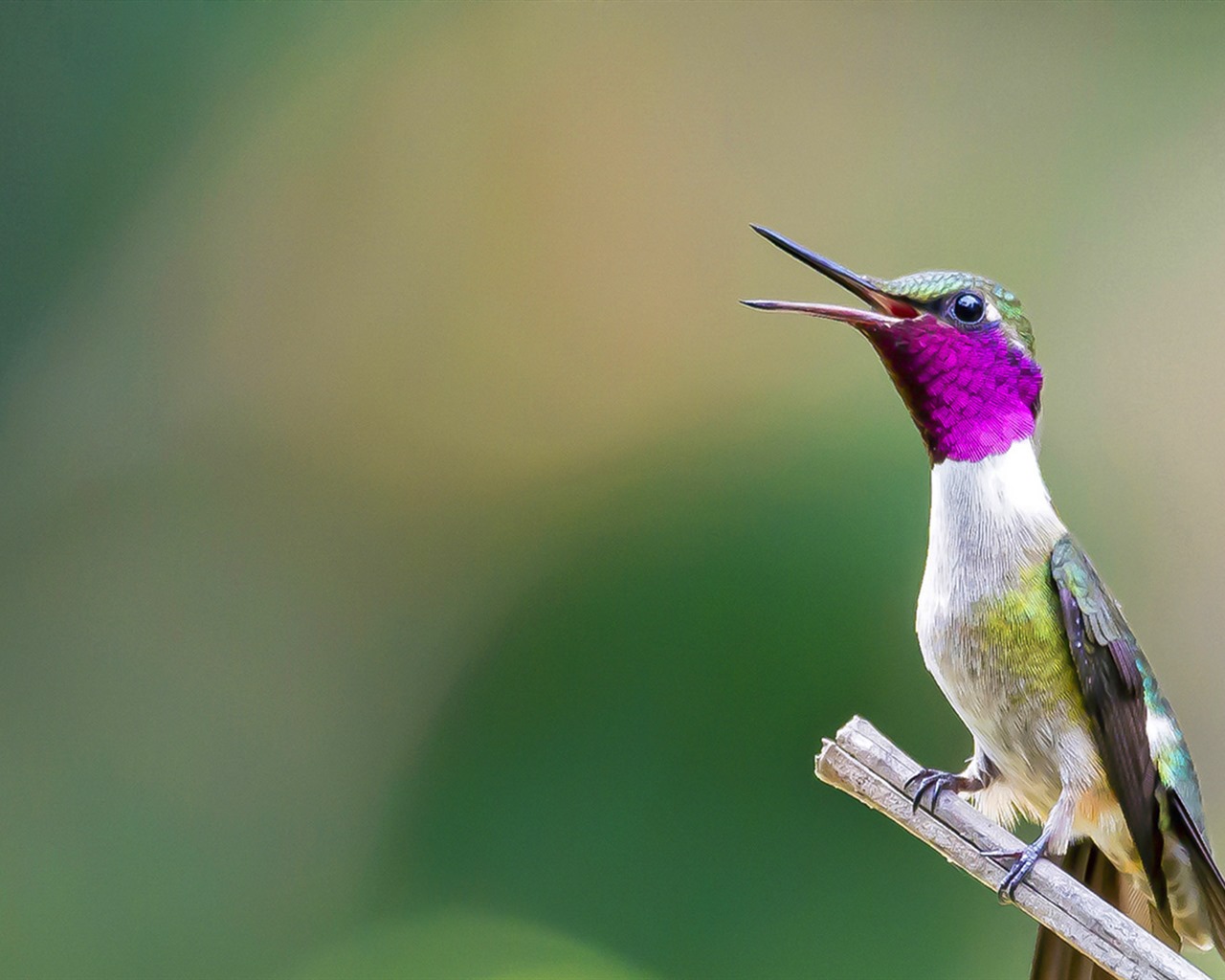 March 2016 Bing theme HD wallpapers #2 - 1280x1024