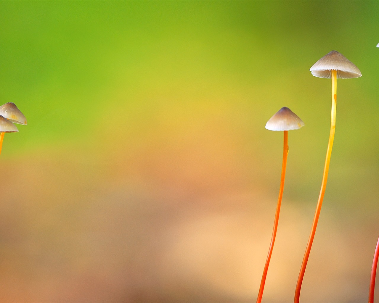 Března 2016 Bing téma HD tapety na plochu #32 - 1280x1024