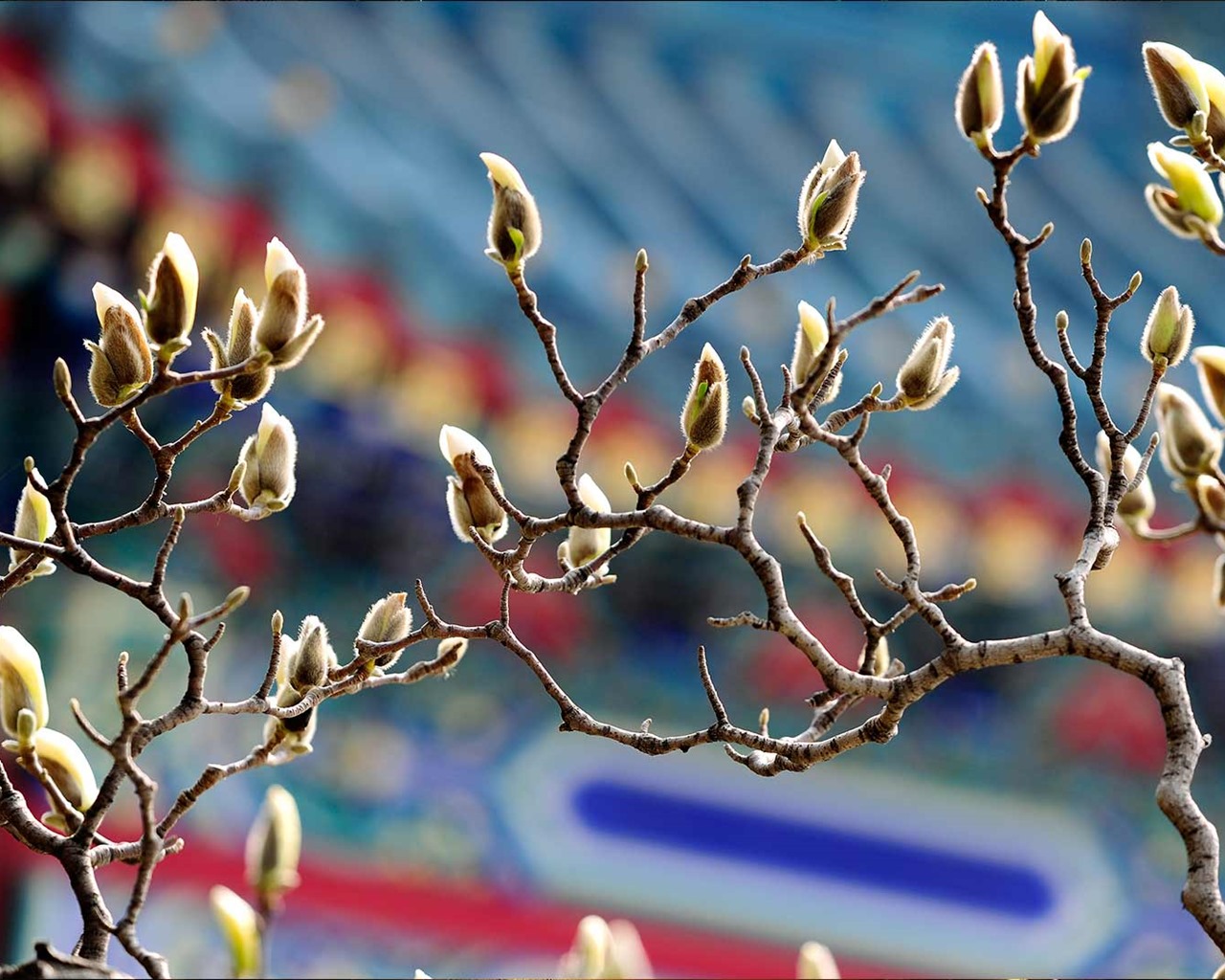 Března 2016 Bing téma HD tapety na plochu #36 - 1280x1024