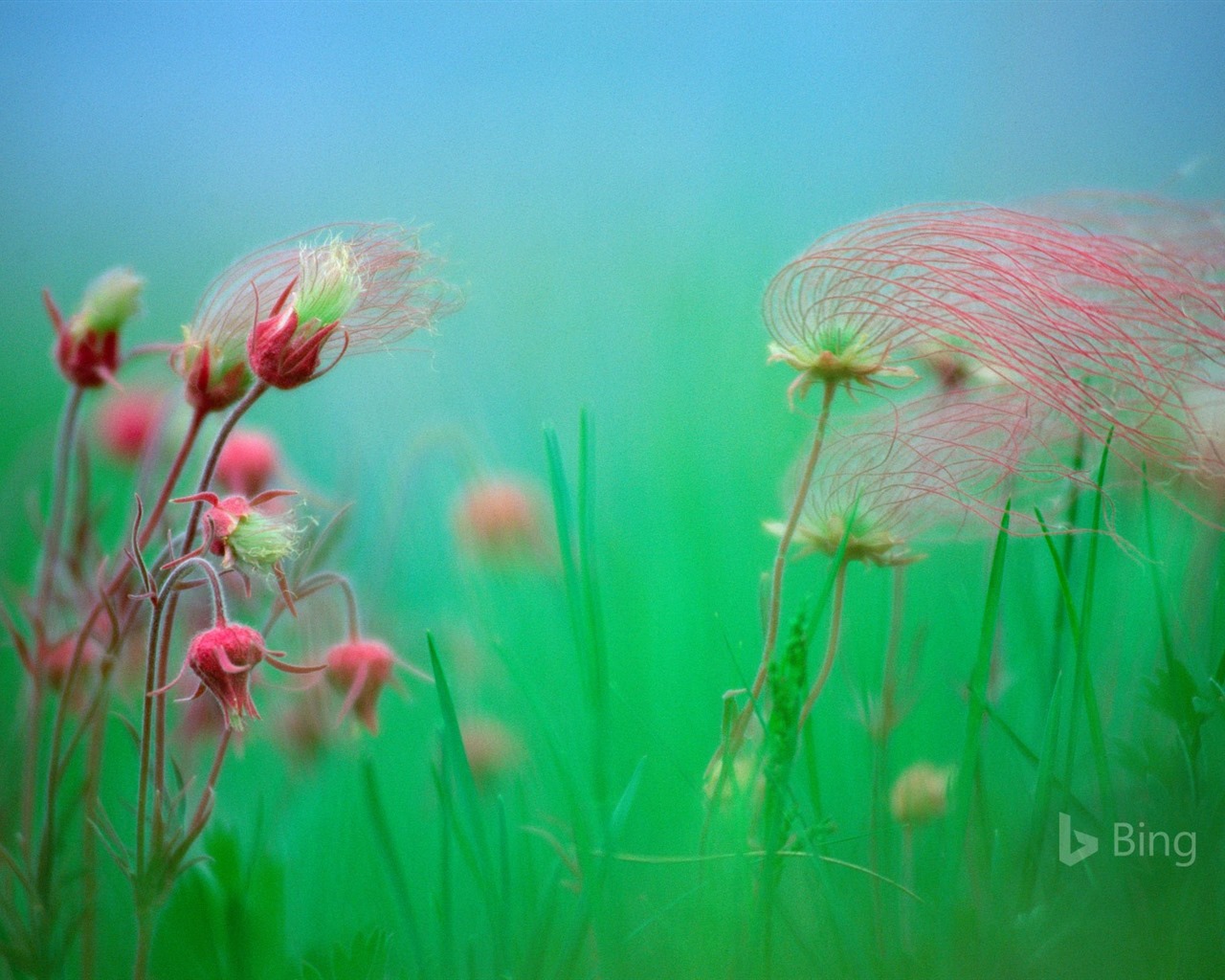 Duben 2016 Bing téma HD tapety na plochu #28 - 1280x1024