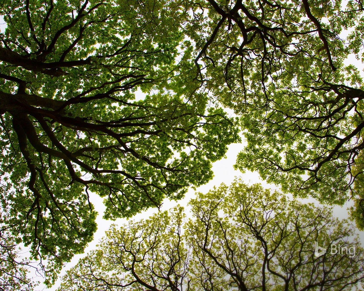 Duben 2016 Bing téma HD tapety na plochu #29 - 1280x1024