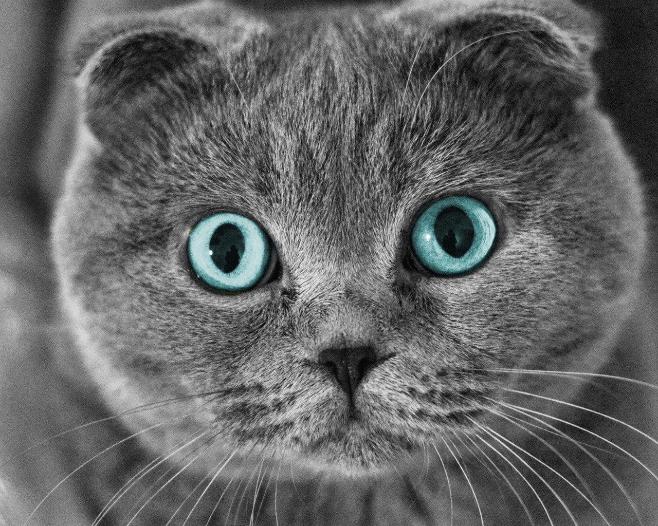 Roztomilé domácí zvířata, Scottish Fold kočka HD tapety na plochu #1 - 1280x1024