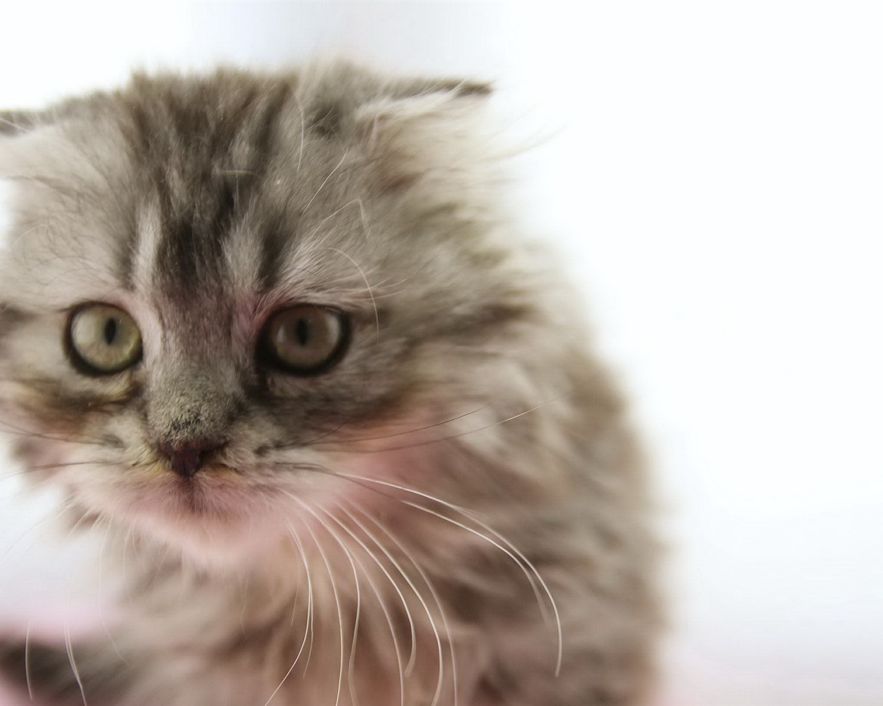 Roztomilé domácí zvířata, Scottish Fold kočka HD tapety na plochu #3 - 1280x1024