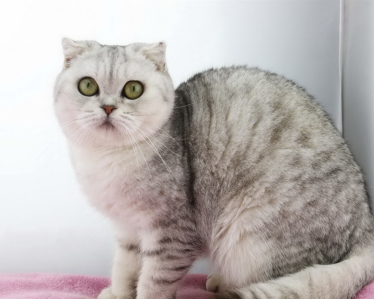 Roztomilé domácí zvířata, Scottish Fold kočka HD tapety na plochu #4 - 1280x1024