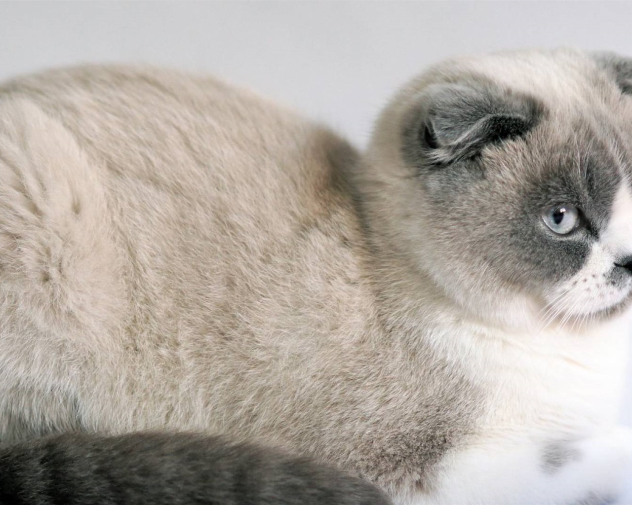 Cute pets, Scottish Fold cat HD wallpapers #5 - 1280x1024