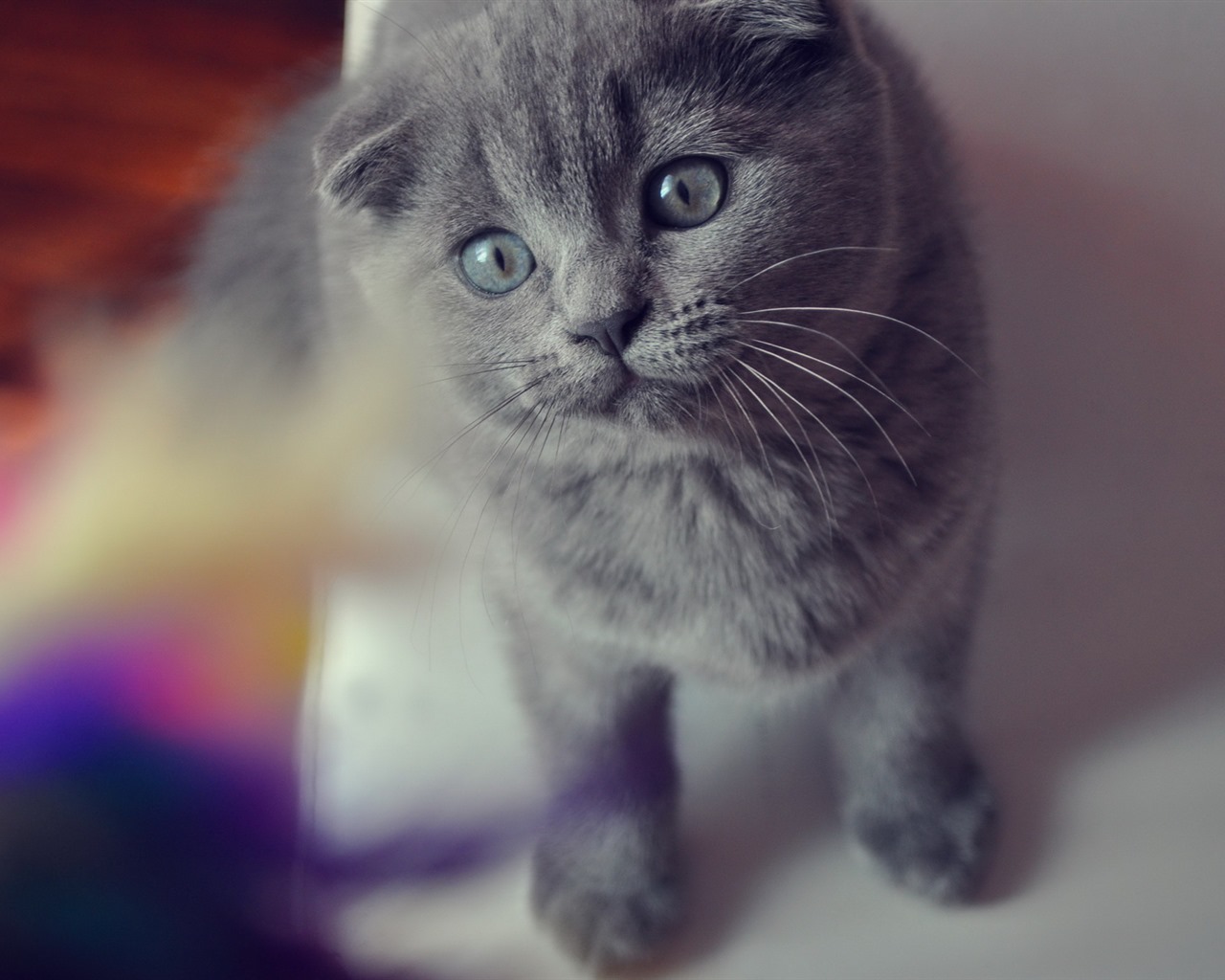 Cute pets, Scottish Fold cat HD wallpapers #6 - 1280x1024