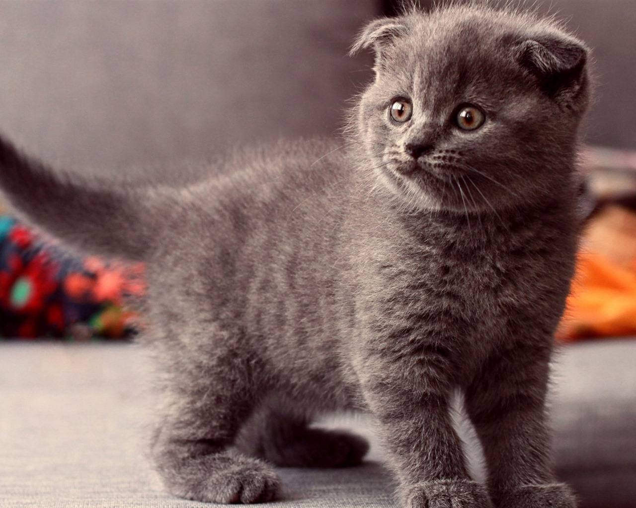 Roztomilé domácí zvířata, Scottish Fold kočka HD tapety na plochu #7 - 1280x1024