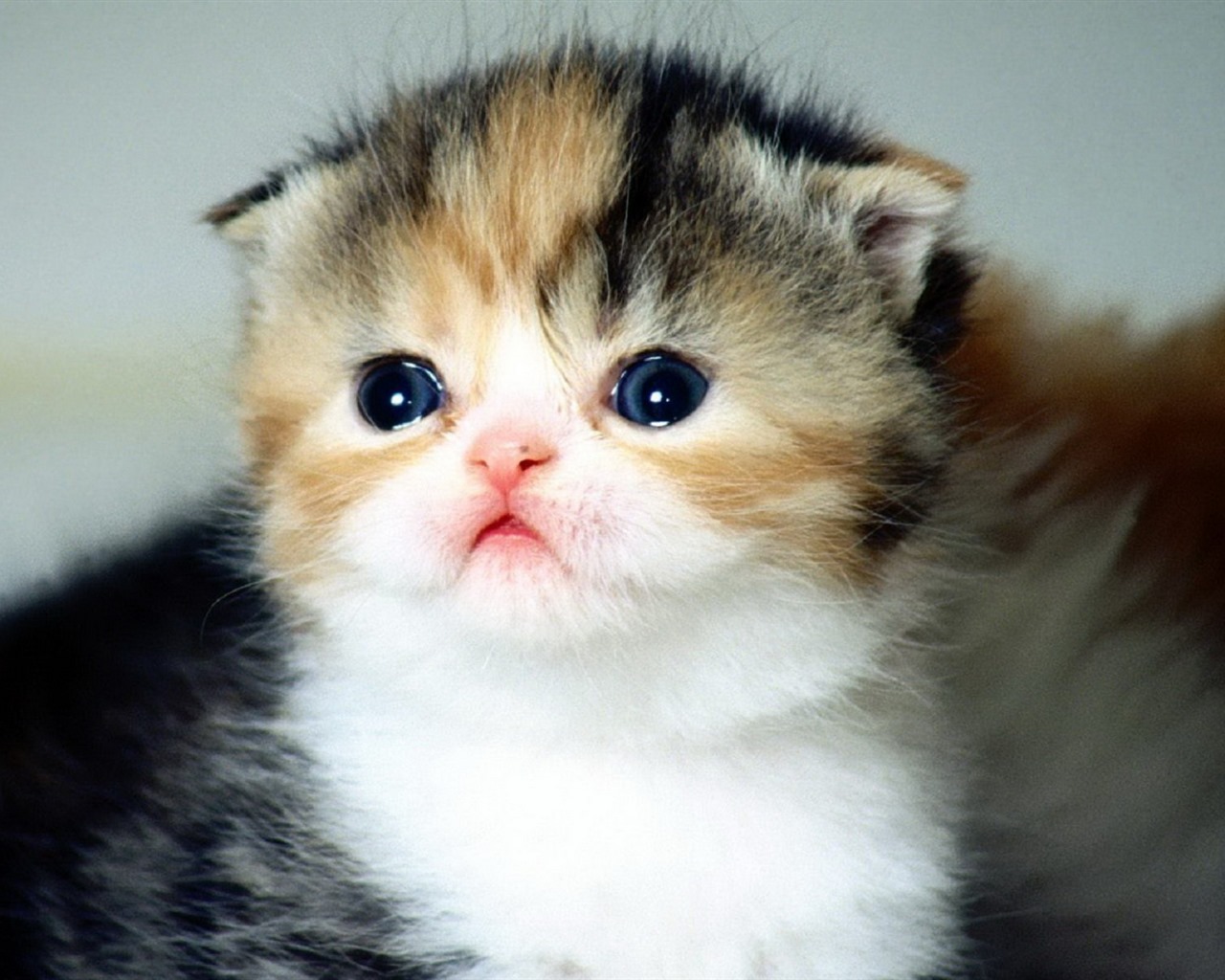 Roztomilé domácí zvířata, Scottish Fold kočka HD tapety na plochu #8 - 1280x1024