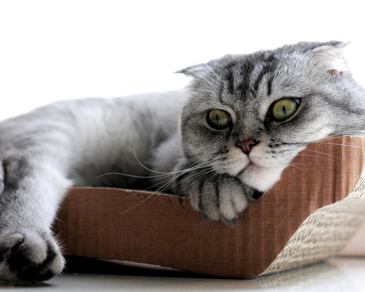 Roztomilé domácí zvířata, Scottish Fold kočka HD tapety na plochu #11 - 1280x1024