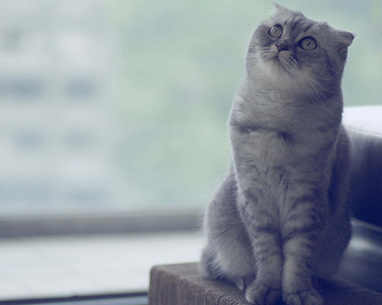 Roztomilé domácí zvířata, Scottish Fold kočka HD tapety na plochu #12 - 1280x1024