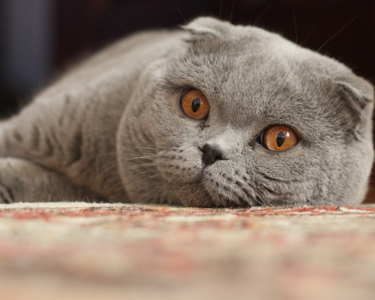 Roztomilé domácí zvířata, Scottish Fold kočka HD tapety na plochu #13 - 1280x1024