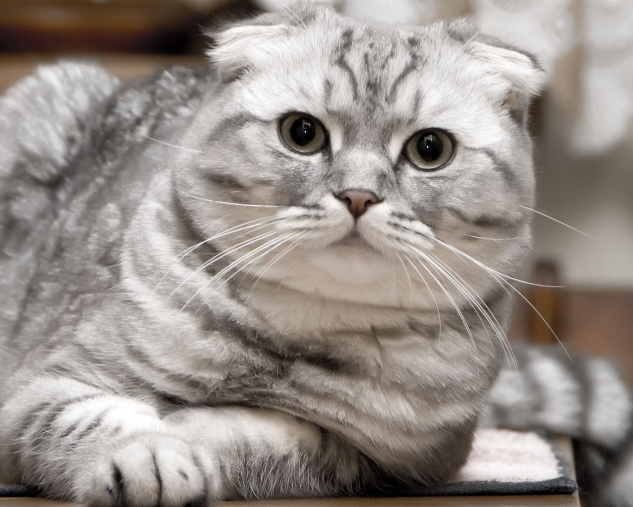 Roztomilé domácí zvířata, Scottish Fold kočka HD tapety na plochu #14 - 1280x1024