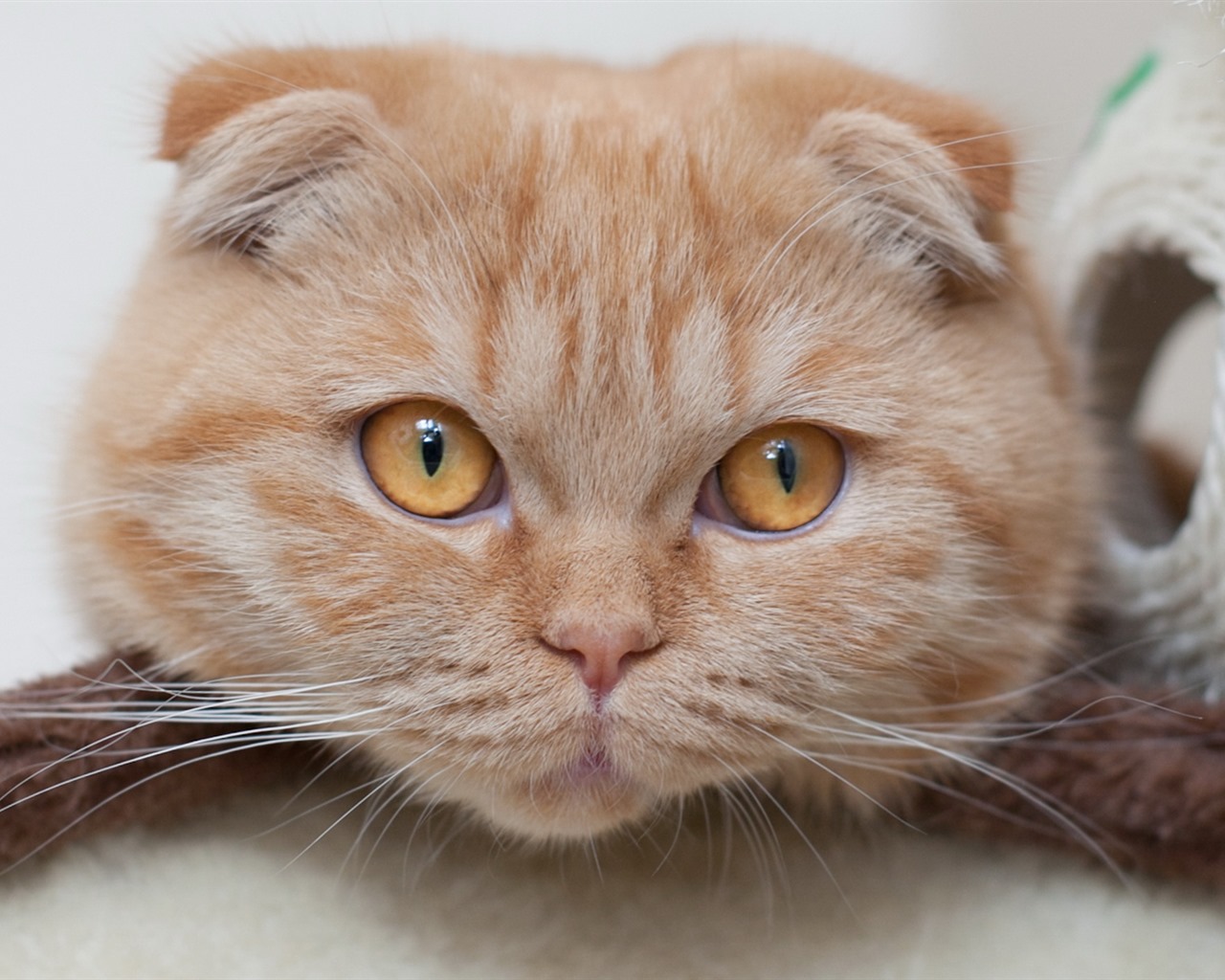 Roztomilé domácí zvířata, Scottish Fold kočka HD tapety na plochu #15 - 1280x1024