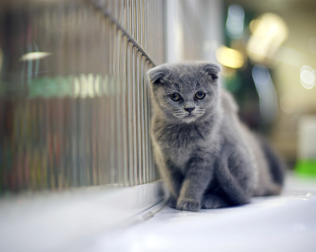 Roztomilé domácí zvířata, Scottish Fold kočka HD tapety na plochu #16 - 1280x1024
