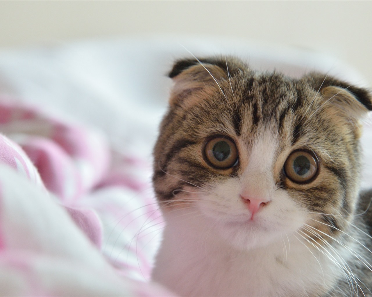 Roztomilé domácí zvířata, Scottish Fold kočka HD tapety na plochu #17 - 1280x1024