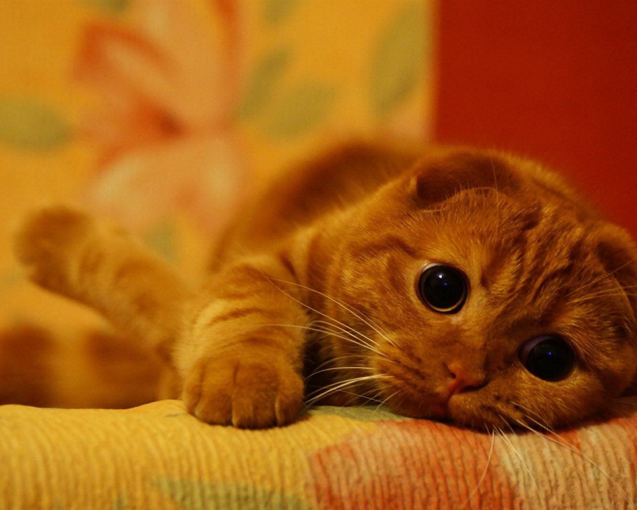 Roztomilé domácí zvířata, Scottish Fold kočka HD tapety na plochu #18 - 1280x1024