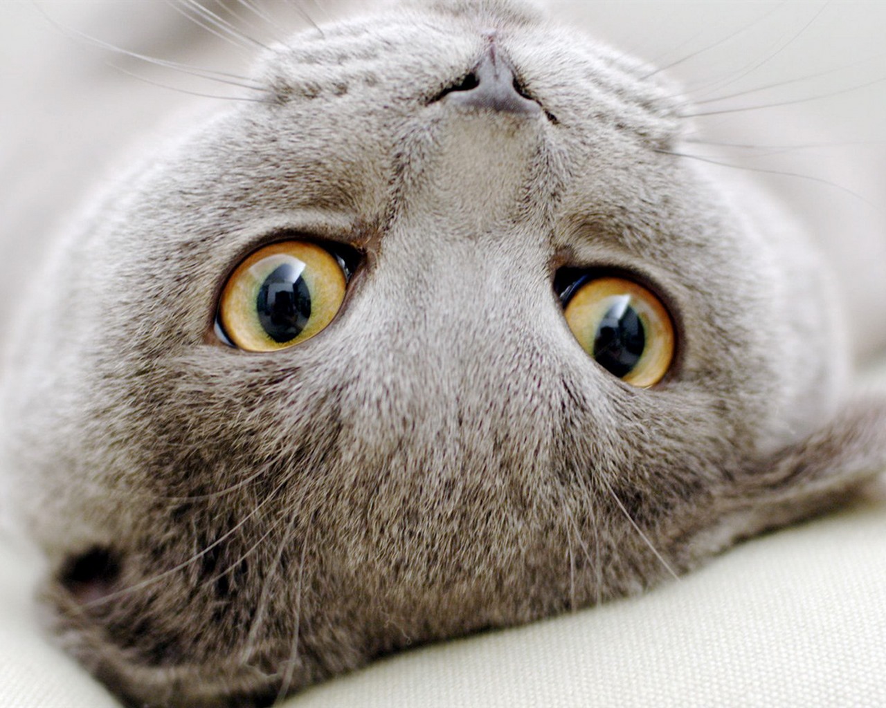 Roztomilé domácí zvířata, Scottish Fold kočka HD tapety na plochu #19 - 1280x1024