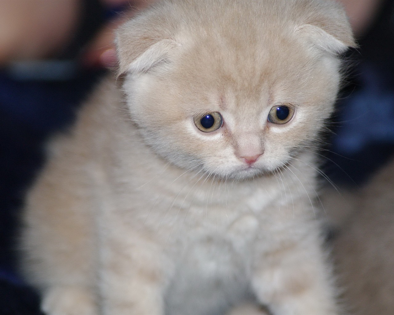Roztomilé domácí zvířata, Scottish Fold kočka HD tapety na plochu #20 - 1280x1024