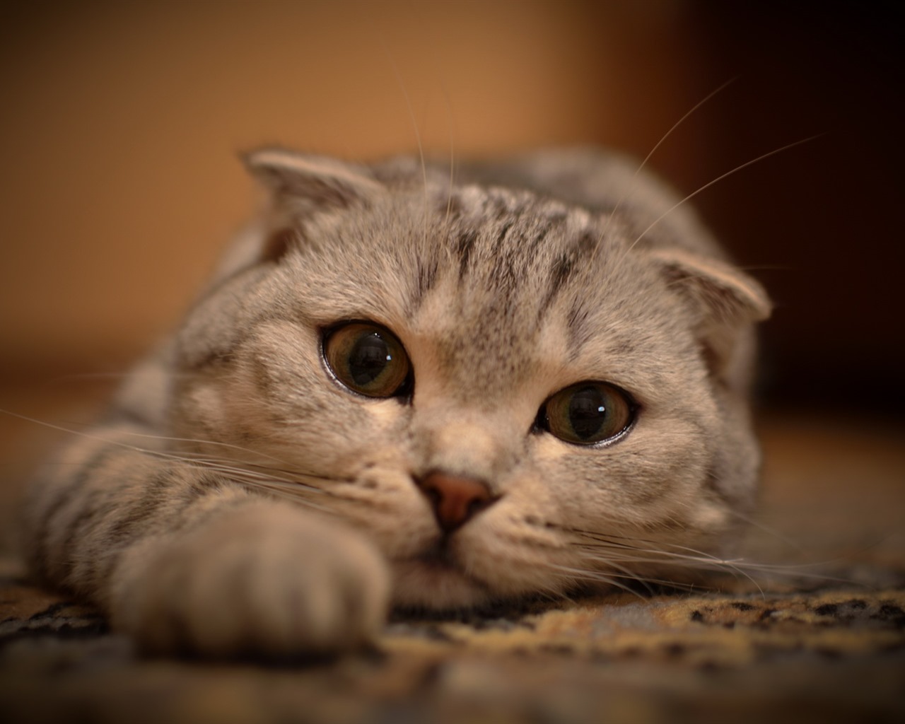 Roztomilé domácí zvířata, Scottish Fold kočka HD tapety na plochu #21 - 1280x1024