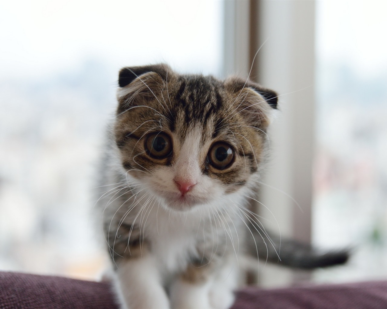 Roztomilé domácí zvířata, Scottish Fold kočka HD tapety na plochu #23 - 1280x1024