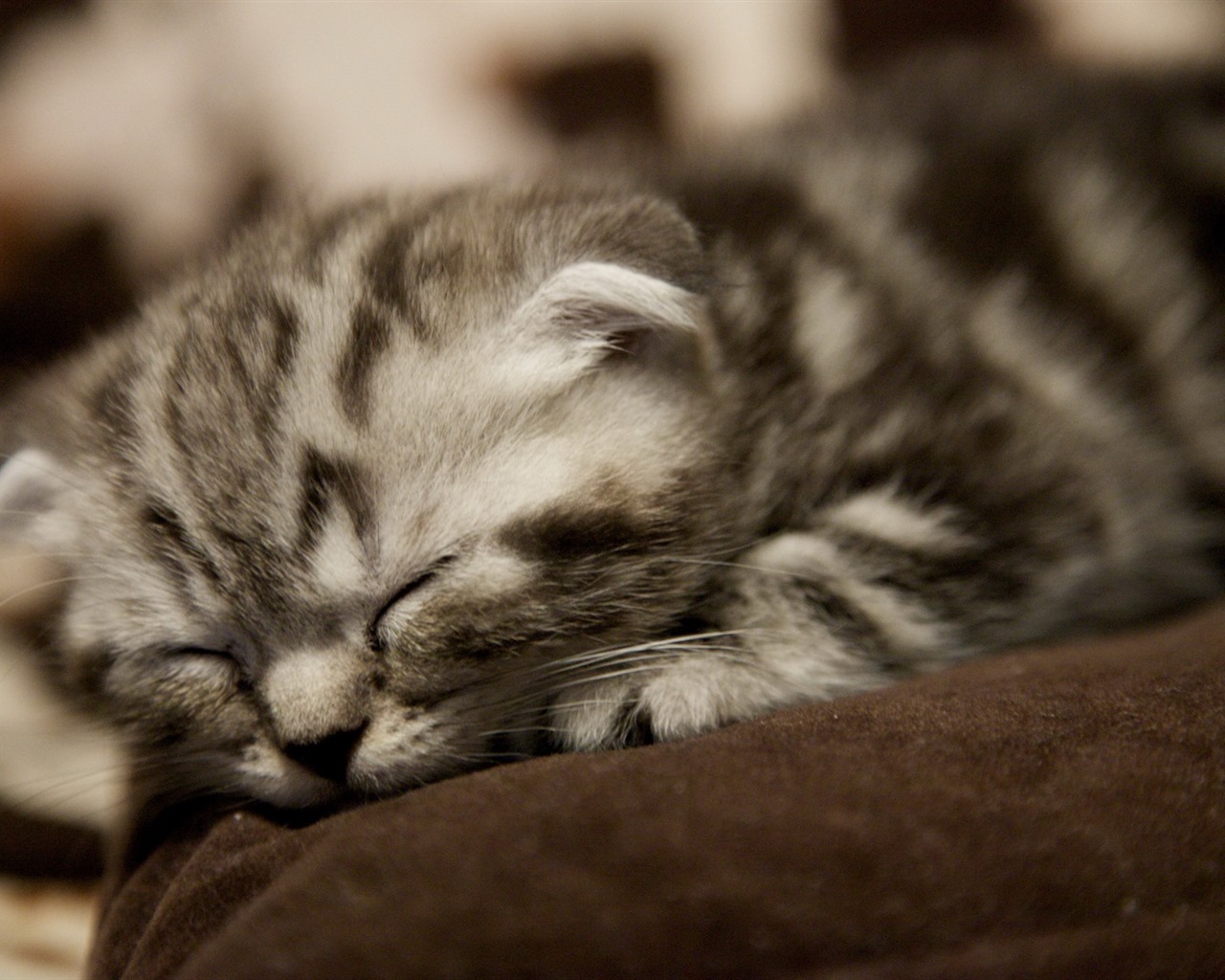 Roztomilé domácí zvířata, Scottish Fold kočka HD tapety na plochu #24 - 1280x1024