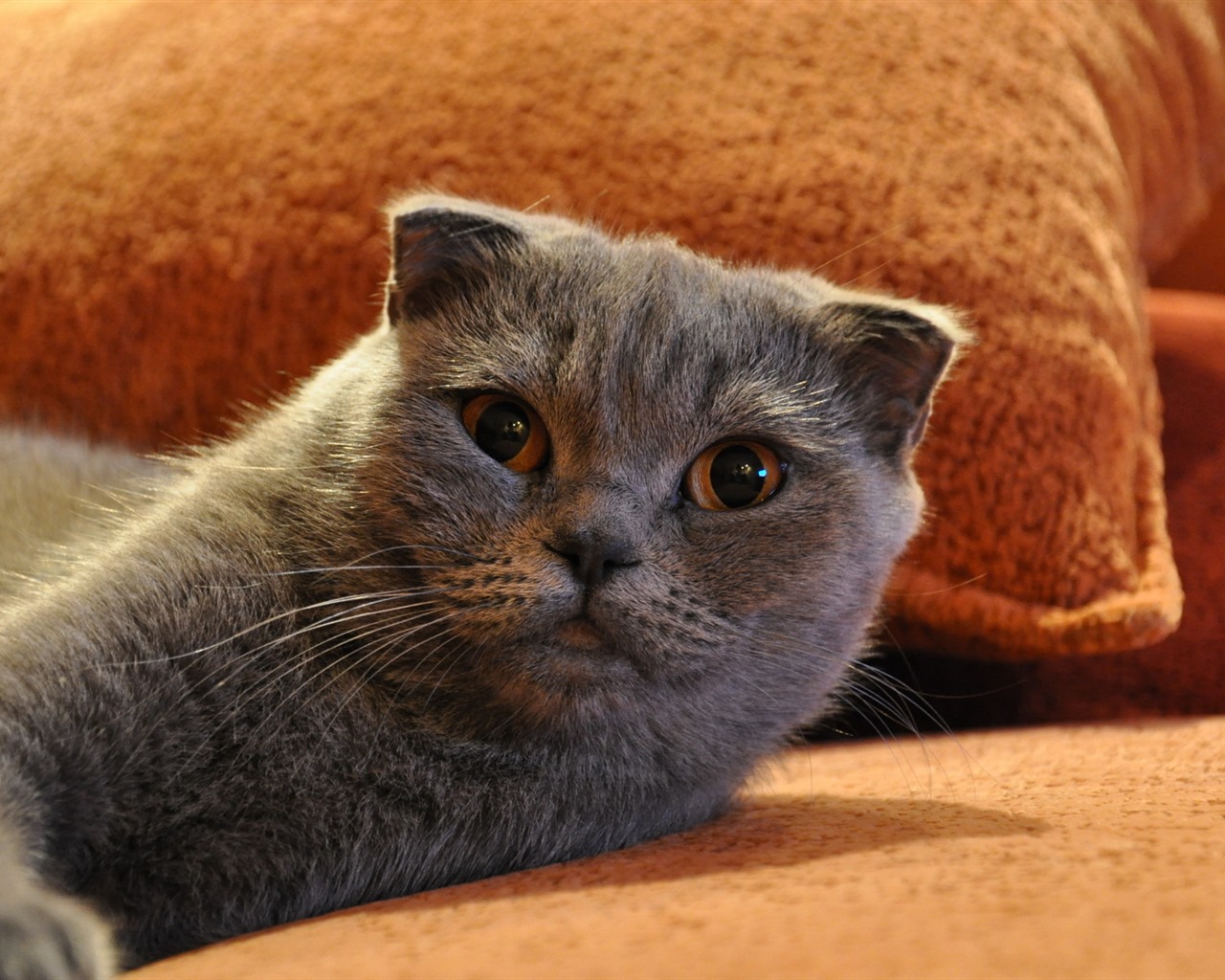 Roztomilé domácí zvířata, Scottish Fold kočka HD tapety na plochu #25 - 1280x1024