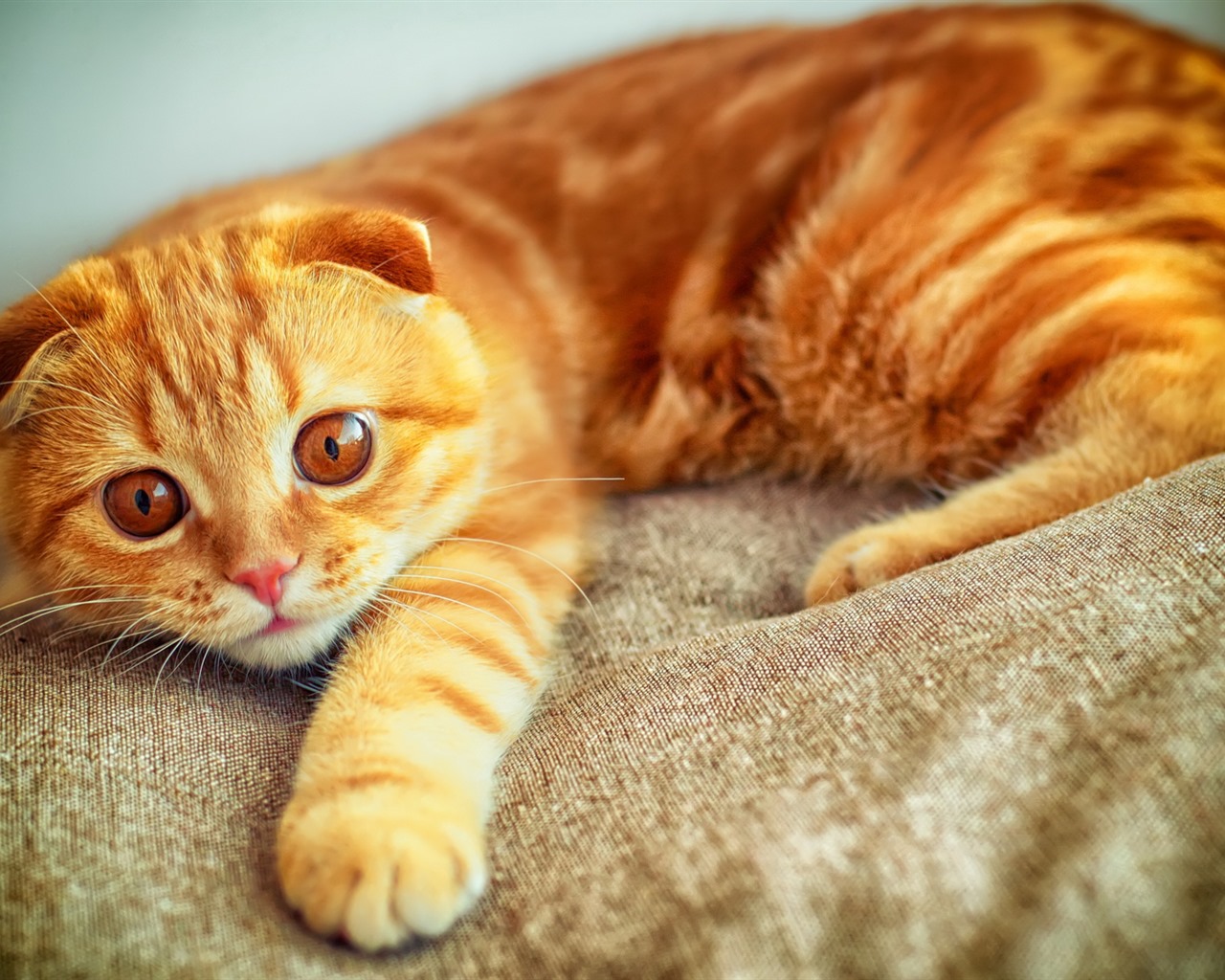 Roztomilé domácí zvířata, Scottish Fold kočka HD tapety na plochu #28 - 1280x1024