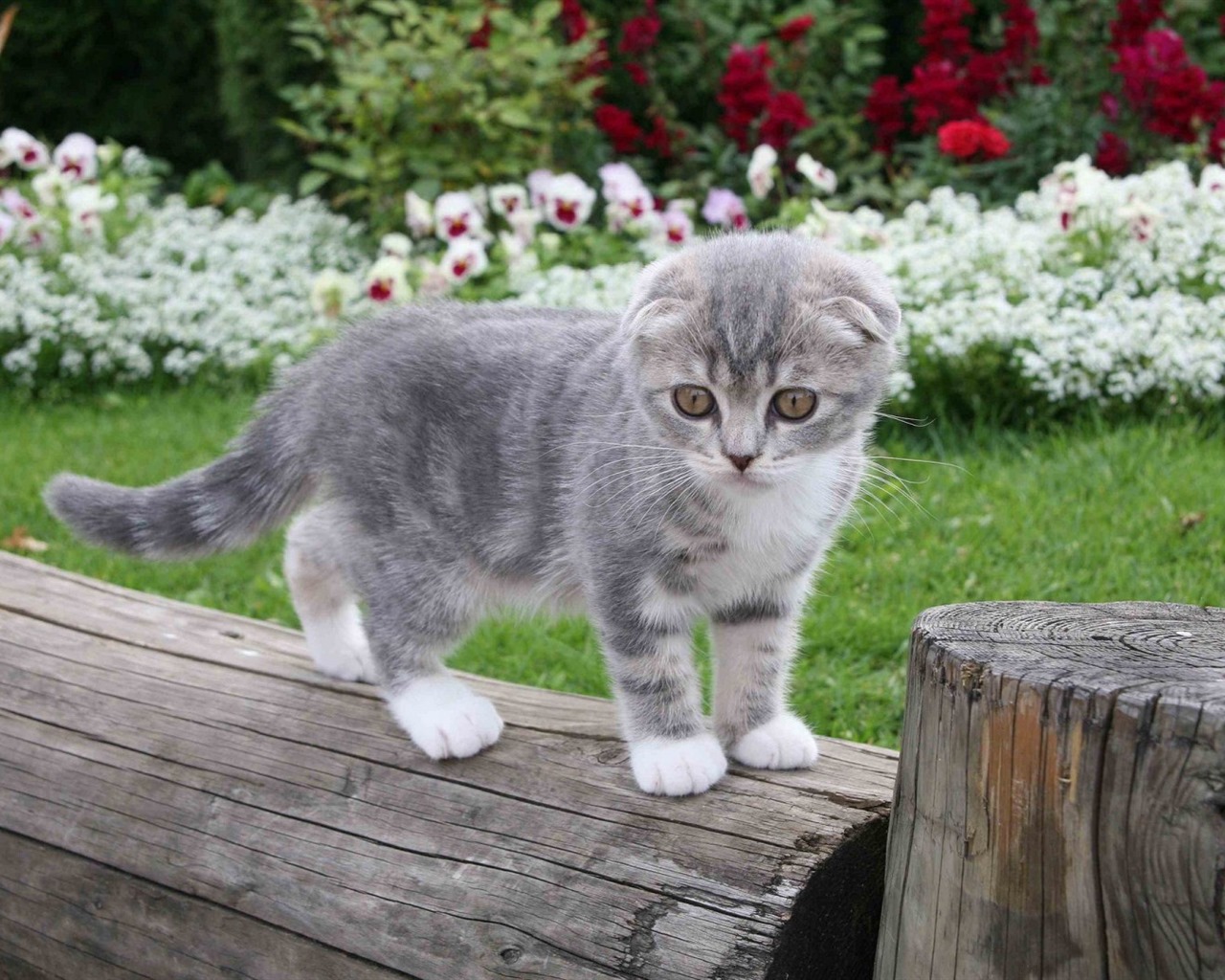 Cute pets, Scottish Fold cat HD wallpapers #29 - 1280x1024