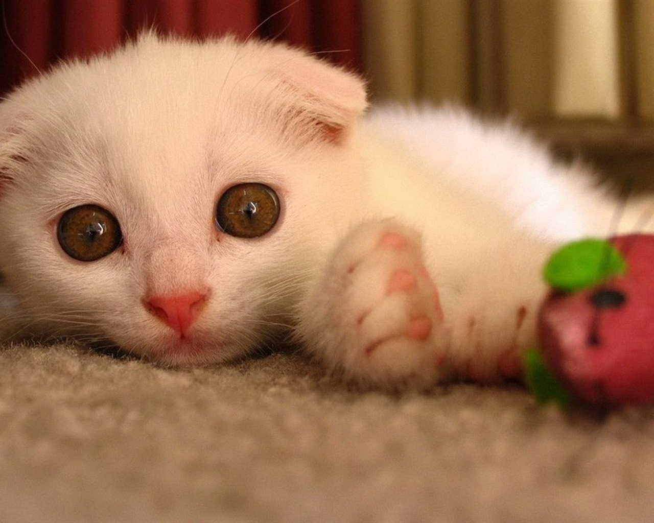 Roztomilé domácí zvířata, Scottish Fold kočka HD tapety na plochu #30 - 1280x1024