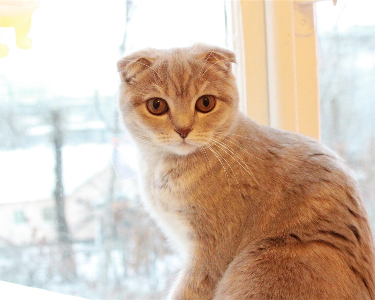 Roztomilé domácí zvířata, Scottish Fold kočka HD tapety na plochu #31 - 1280x1024